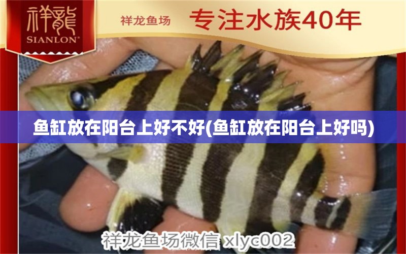 魚缸放在陽(yáng)臺(tái)上好不好(魚缸放在陽(yáng)臺(tái)上好嗎) 奈及利亞紅圓點(diǎn)狗頭