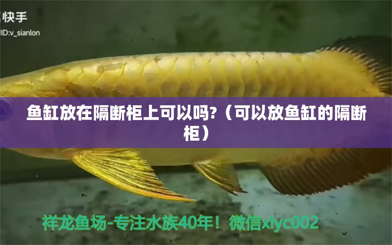 魚(yú)缸放在隔斷柜上可以嗎?（可以放魚(yú)缸的隔斷柜） 龍魚(yú)專用燈