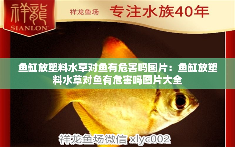 魚缸放塑料水草對魚有危害嗎圖片：魚缸放塑料水草對魚有危害嗎圖片大全