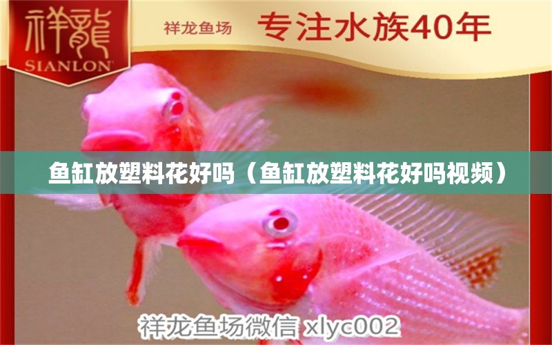 魚缸放塑料花好嗎（魚缸放塑料花好嗎視頻） 觀賞魚市場（混養(yǎng)魚）