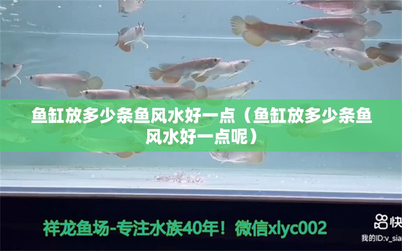 魚缸放多少條魚風(fēng)水好一點(diǎn)（魚缸放多少條魚風(fēng)水好一點(diǎn)呢）