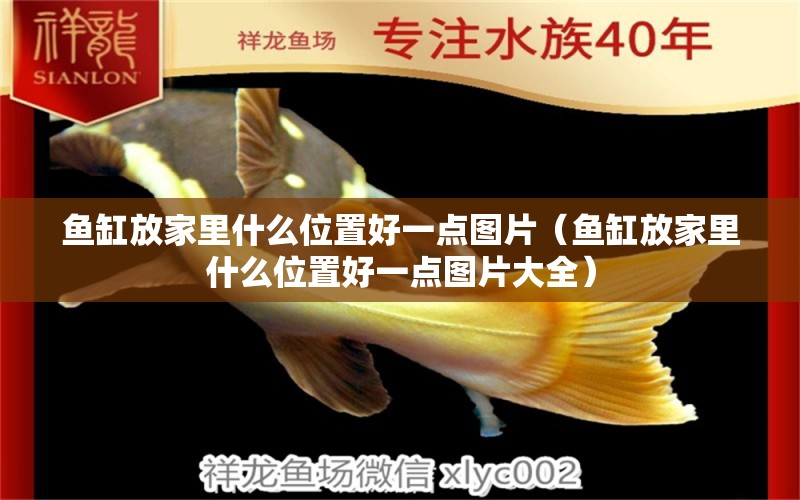 魚缸放家里什么位置好一點圖片（魚缸放家里什么位置好一點圖片大全） 肺魚