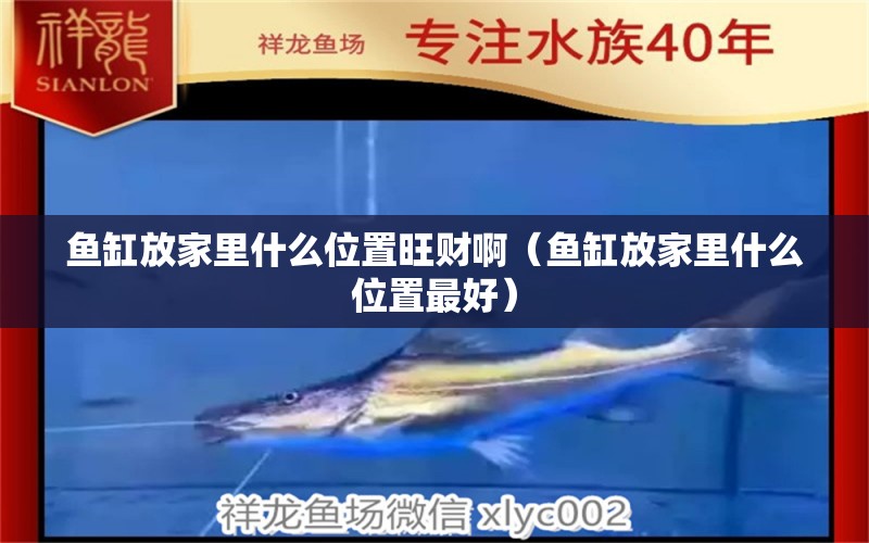 魚缸放家里什么位置旺財啊（魚缸放家里什么位置最好） 招財戰(zhàn)船魚