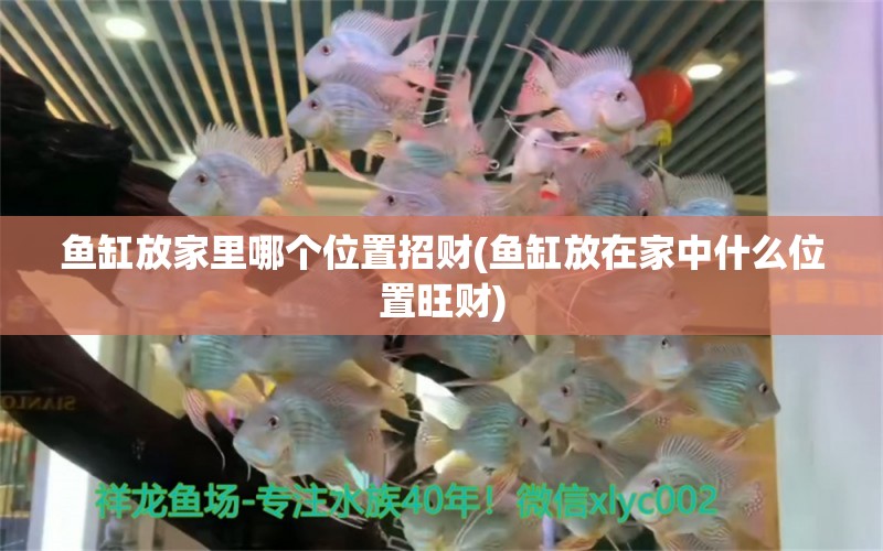 魚缸放家里哪個(gè)位置招財(cái)(魚缸放在家中什么位置旺財(cái)) 黑金魟魚