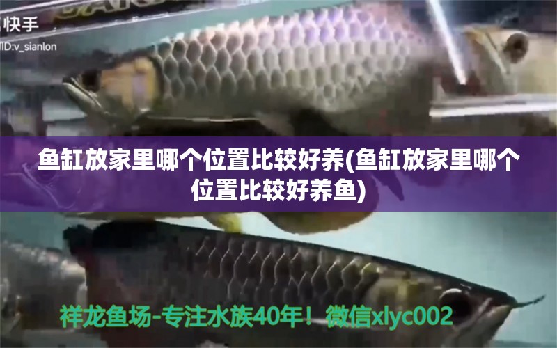 魚缸放家里哪個位置比較好養(yǎng)(魚缸放家里哪個位置比較好養(yǎng)魚) 南美異型魚