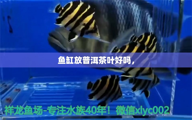 魚缸放普洱茶葉好嗎， 細(xì)線銀版魚