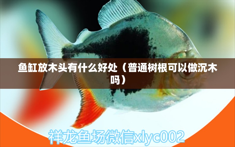 魚(yú)缸放木頭有什么好處（普通樹(shù)根可以做沉木嗎）