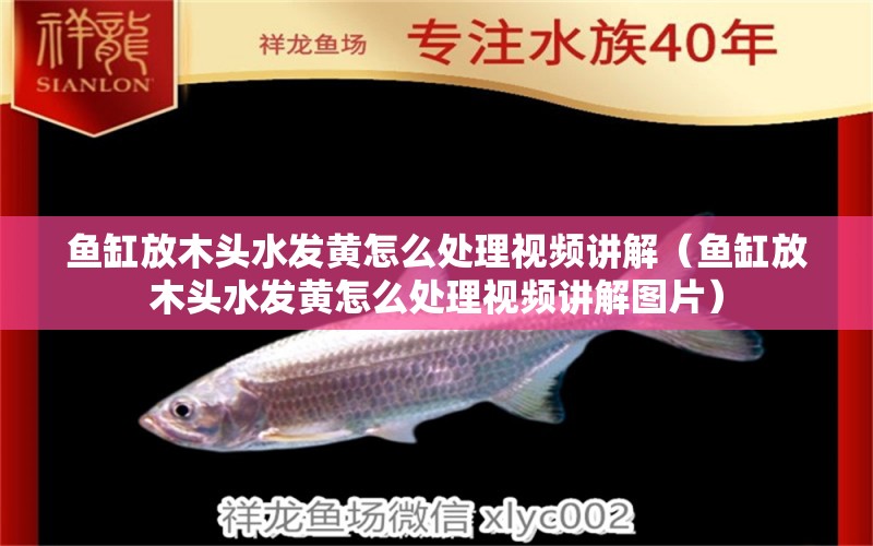 魚缸放木頭水發(fā)黃怎么處理視頻講解（魚缸放木頭水發(fā)黃怎么處理視頻講解圖片） 其他品牌魚缸