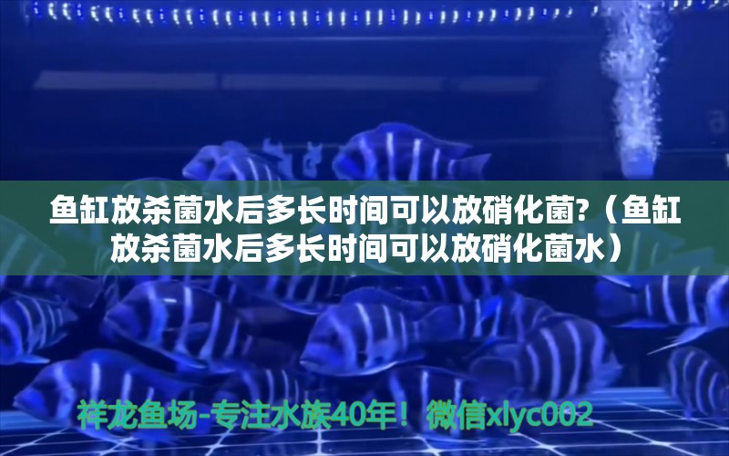 魚缸放殺菌水后多長時間可以放硝化菌?（魚缸放殺菌水后多長時間可以放硝化菌水） 錦鯉池魚池建設(shè)