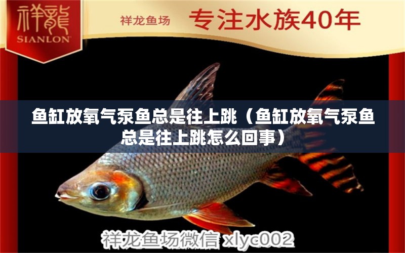 魚(yú)缸放氧氣泵魚(yú)總是往上跳（魚(yú)缸放氧氣泵魚(yú)總是往上跳怎么回事）