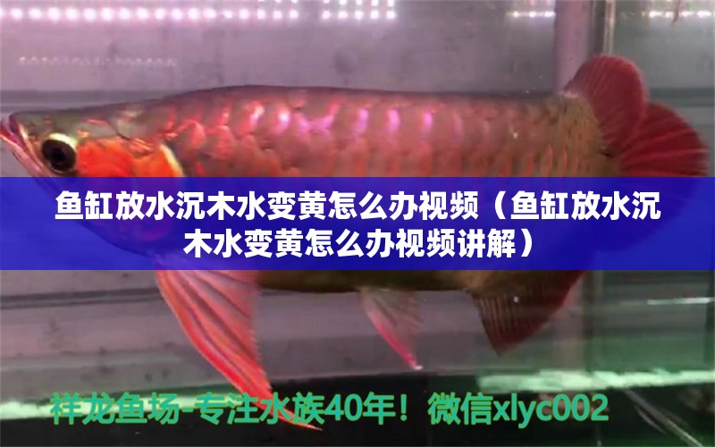 魚(yú)缸放水沉木水變黃怎么辦視頻（魚(yú)缸放水沉木水變黃怎么辦視頻講解）