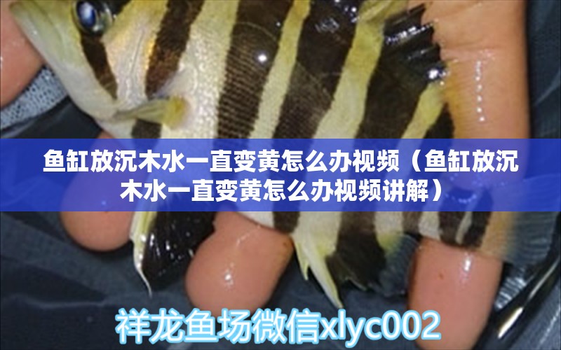 魚(yú)缸放沉木水一直變黃怎么辦視頻（魚(yú)缸放沉木水一直變黃怎么辦視頻講解）