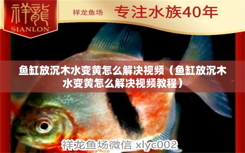 魚缸放沉木水變黃怎么解決視頻（魚缸放沉木水變黃怎么解決視頻教程） 其他品牌魚缸