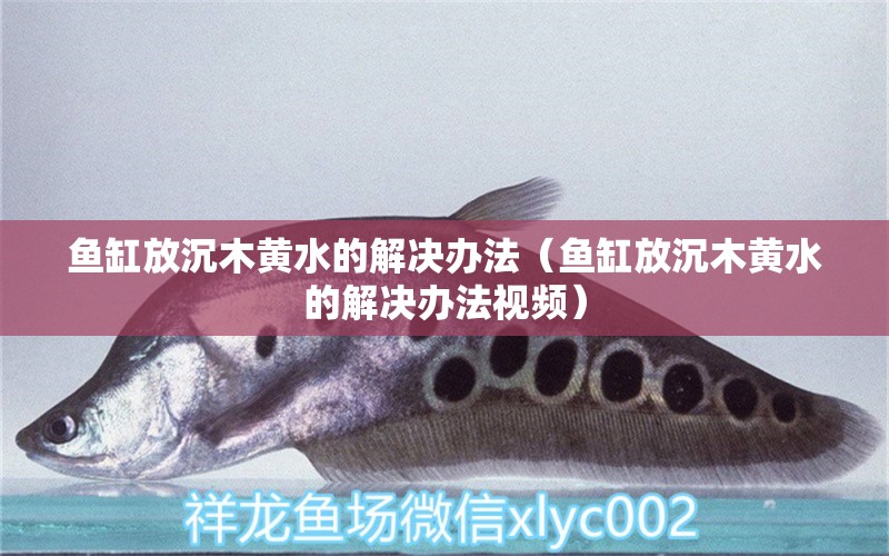 魚缸放沉木黃水的解決辦法（魚缸放沉木黃水的解決辦法視頻）