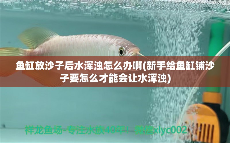 魚缸放沙子后水渾濁怎么辦啊(新手給魚缸鋪沙子要怎么才能會讓水渾濁) 巴卡雷龍魚