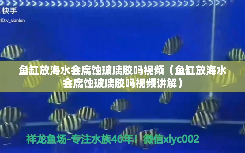 魚缸放海水會腐蝕玻璃膠嗎視頻（魚缸放海水會腐蝕玻璃膠嗎視頻講解）