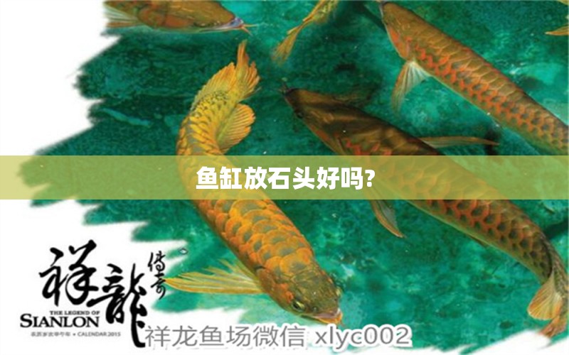 魚缸放石頭好嗎?