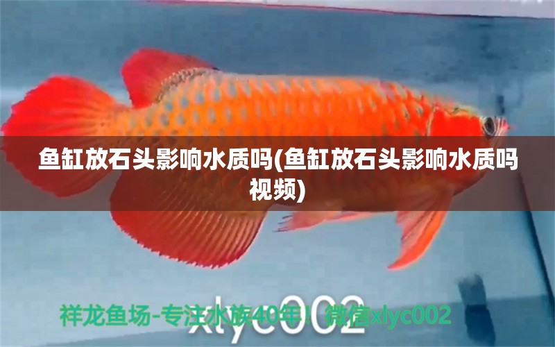 魚缸放石頭影響水質(zhì)嗎(魚缸放石頭影響水質(zhì)嗎視頻) 夢幻雷龍魚