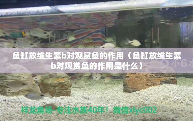 魚缸放維生素b對觀賞魚的作用（魚缸放維生素b對觀賞魚的作用是什么）