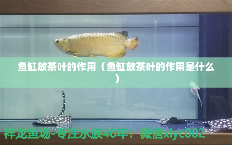 魚缸放茶葉的作用（魚缸放茶葉的作用是什么）