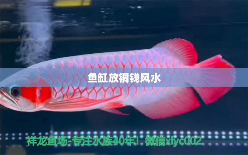 魚(yú)缸放銅錢(qián)風(fēng)水