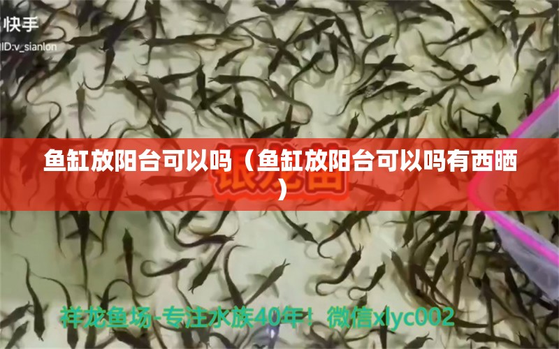 魚缸放陽臺可以嗎（魚缸放陽臺可以嗎有西曬） 硝化細(xì)菌