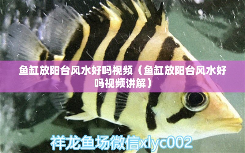 魚缸放陽臺風(fēng)水好嗎視頻（魚缸放陽臺風(fēng)水好嗎視頻講解）