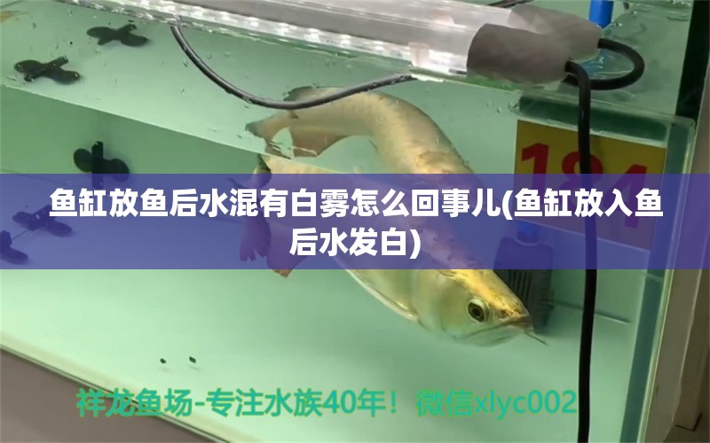 魚缸放魚后水混有白霧怎么回事兒(魚缸放入魚后水發(fā)白) 過背金龍魚