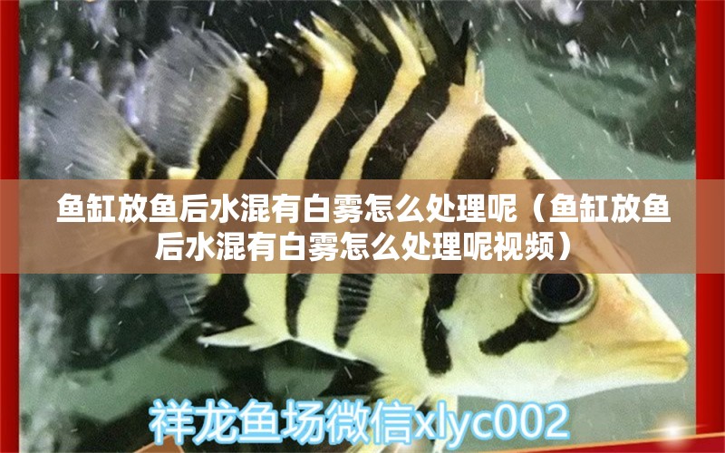 魚缸放魚后水混有白霧怎么處理呢（魚缸放魚后水混有白霧怎么處理呢視頻）