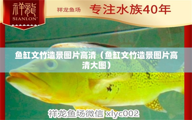 魚缸文竹造景圖片高清（魚缸文竹造景圖片高清大圖） 祥龍水族醫(yī)院