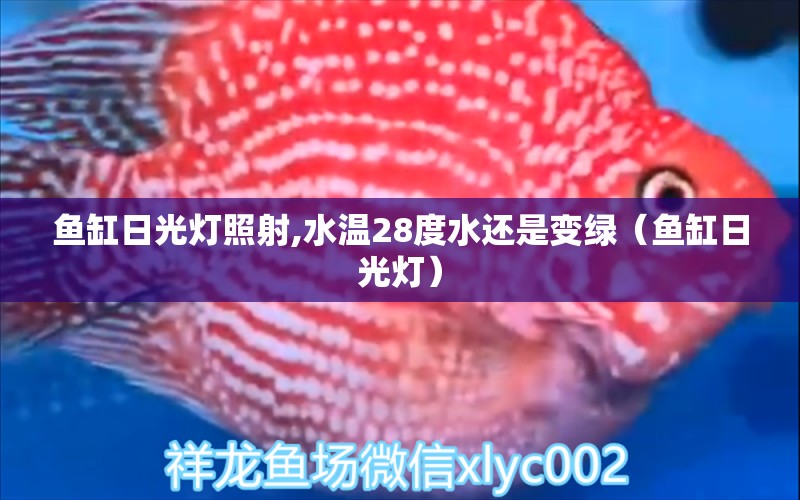 魚缸日光燈照射,水溫28度水還是變綠（魚缸日光燈） 祥龍魚場