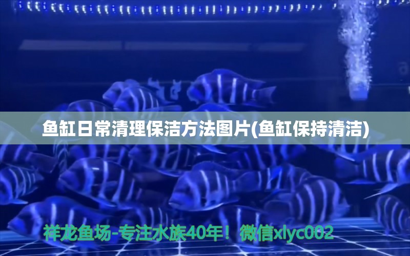 魚缸日常清理保潔方法圖片(魚缸保持清潔)