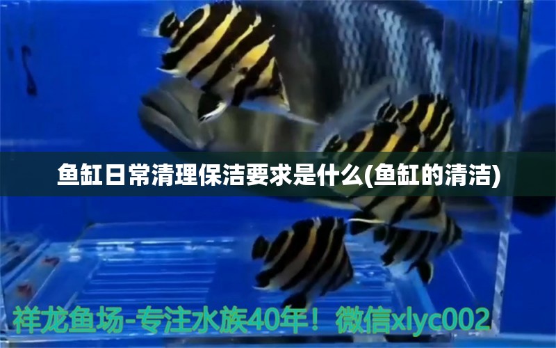 魚(yú)缸日常清理保潔要求是什么(魚(yú)缸的清潔) 青龍魚(yú)