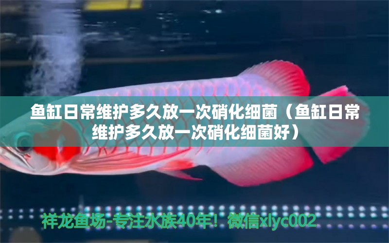 魚缸日常維護多久放一次硝化細菌（魚缸日常維護多久放一次硝化細菌好） 硝化細菌