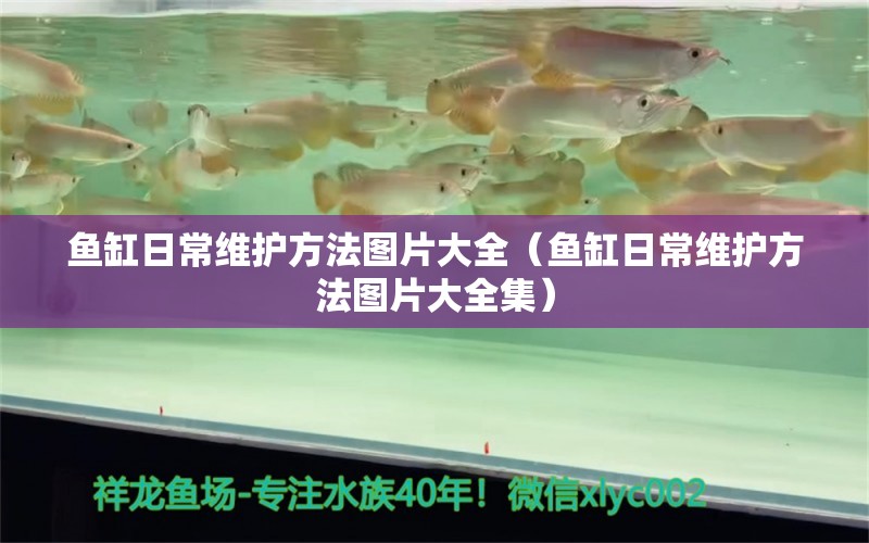 魚缸日常維護方法圖片大全（魚缸日常維護方法圖片大全集）