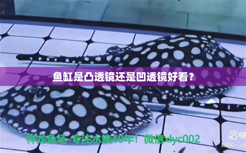 魚缸是凸透鏡還是凹透鏡好看？ 藍(lán)底過(guò)背金龍魚