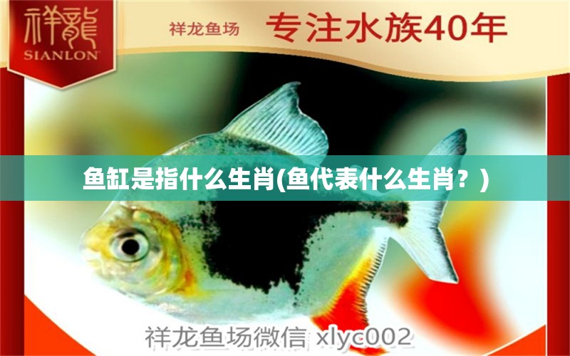 魚缸是指什么生肖(魚代表什么生肖？) 金龍魚糧