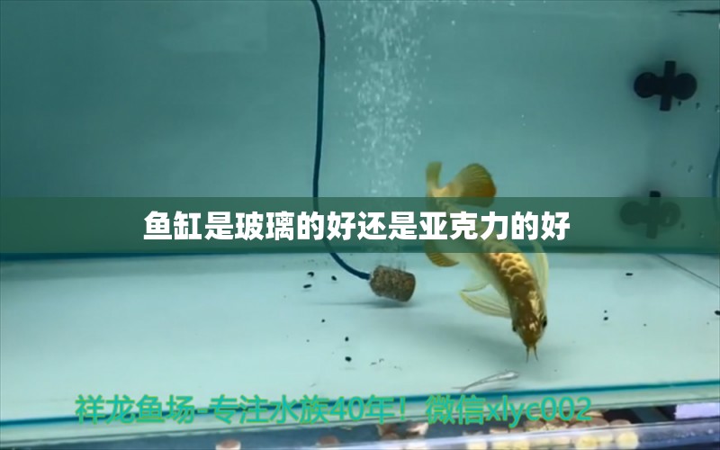 魚缸是玻璃的好還是亞克力的好  非洲象鼻魚