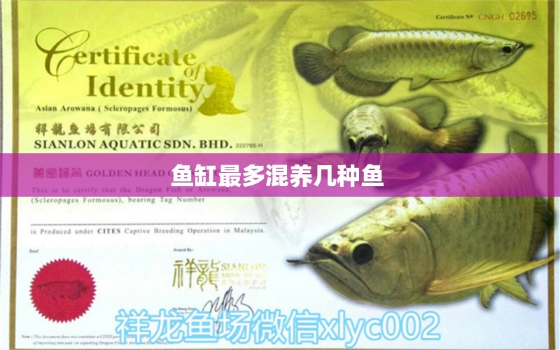 魚(yú)缸最多混養(yǎng)幾種魚(yú)  其它水族用具設(shè)備 第1張