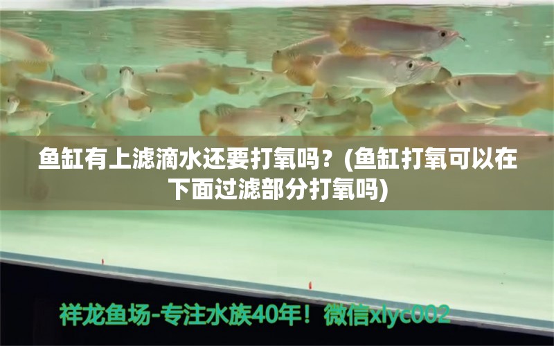 魚缸有上濾滴水還要打氧嗎？(魚缸打氧可以在下面過濾部分打氧嗎) 綠皮皇冠豹魚