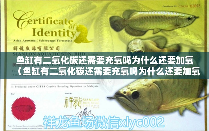 魚(yú)缸有二氧化碳還需要充氧嗎為什么還要加氧（魚(yú)缸有二氧化碳還需要充氧嗎為什么還要加氧呢） 二氧化碳設(shè)備