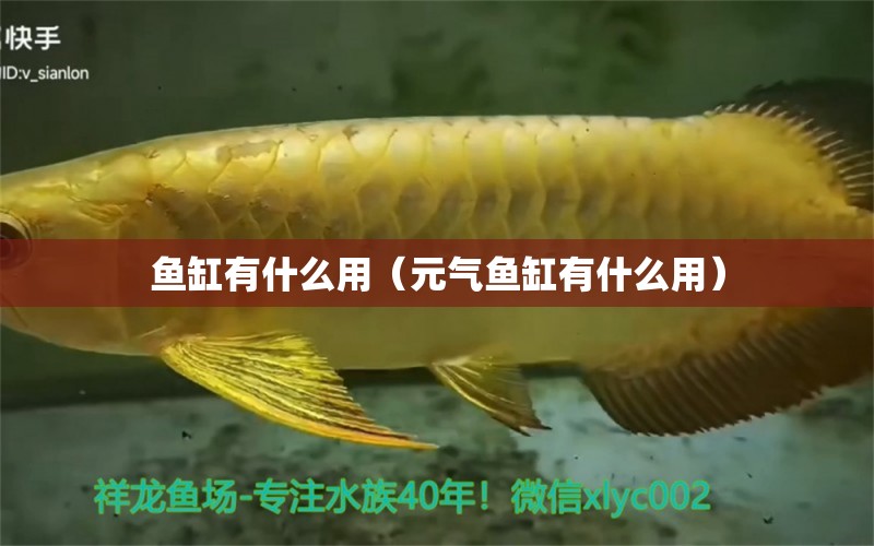 魚(yú)缸有什么用（元?dú)怍~(yú)缸有什么用）