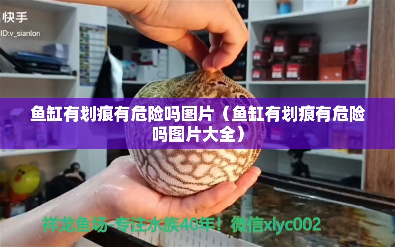 魚(yú)缸有劃痕有危險(xiǎn)嗎圖片（魚(yú)缸有劃痕有危險(xiǎn)嗎圖片大全） 赤荔鳳冠魚(yú)