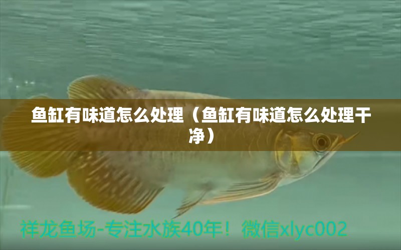 魚缸有味道怎么處理（魚缸有味道怎么處理干凈） 觀賞魚市場（混養(yǎng)魚）