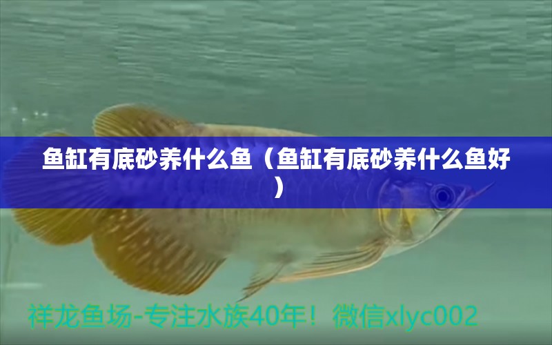 魚缸有底砂養(yǎng)什么魚（魚缸有底砂養(yǎng)什么魚好） 廣州景觀設(shè)計(jì)