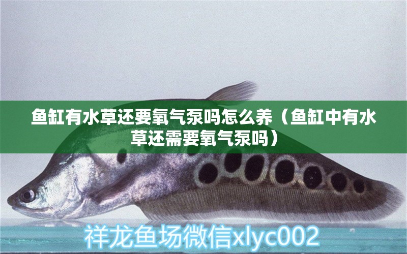 魚缸有水草還要氧氣泵嗎怎么養(yǎng)（魚缸中有水草還需要氧氣泵嗎）