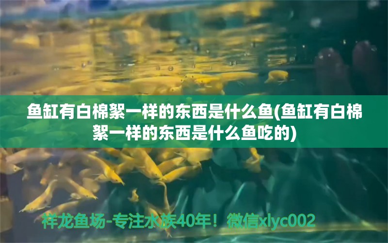 魚缸有白棉絮一樣的東西是什么魚(魚缸有白棉絮一樣的東西是什么魚吃的) 雪龍魚