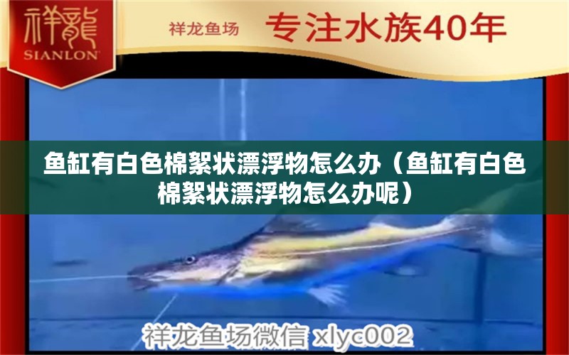 魚(yú)缸有白色棉絮狀漂浮物怎么辦（魚(yú)缸有白色棉絮狀漂浮物怎么辦呢） 其他品牌魚(yú)缸