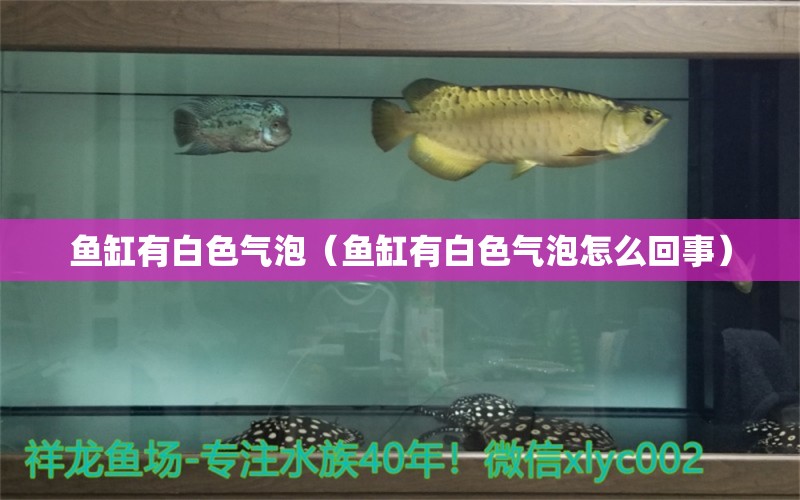 魚缸有白色氣泡（魚缸有白色氣泡怎么回事）