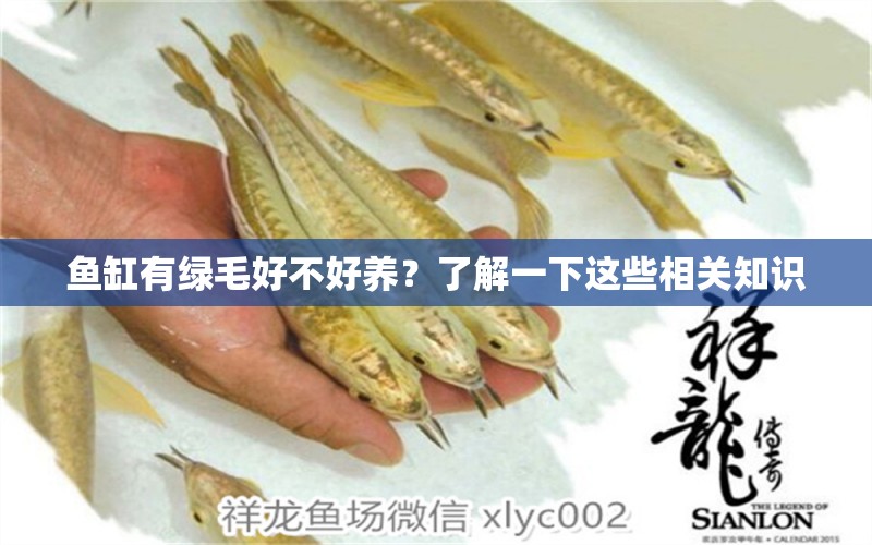 魚缸有綠毛好不好養(yǎng)？了解一下這些相關(guān)知識